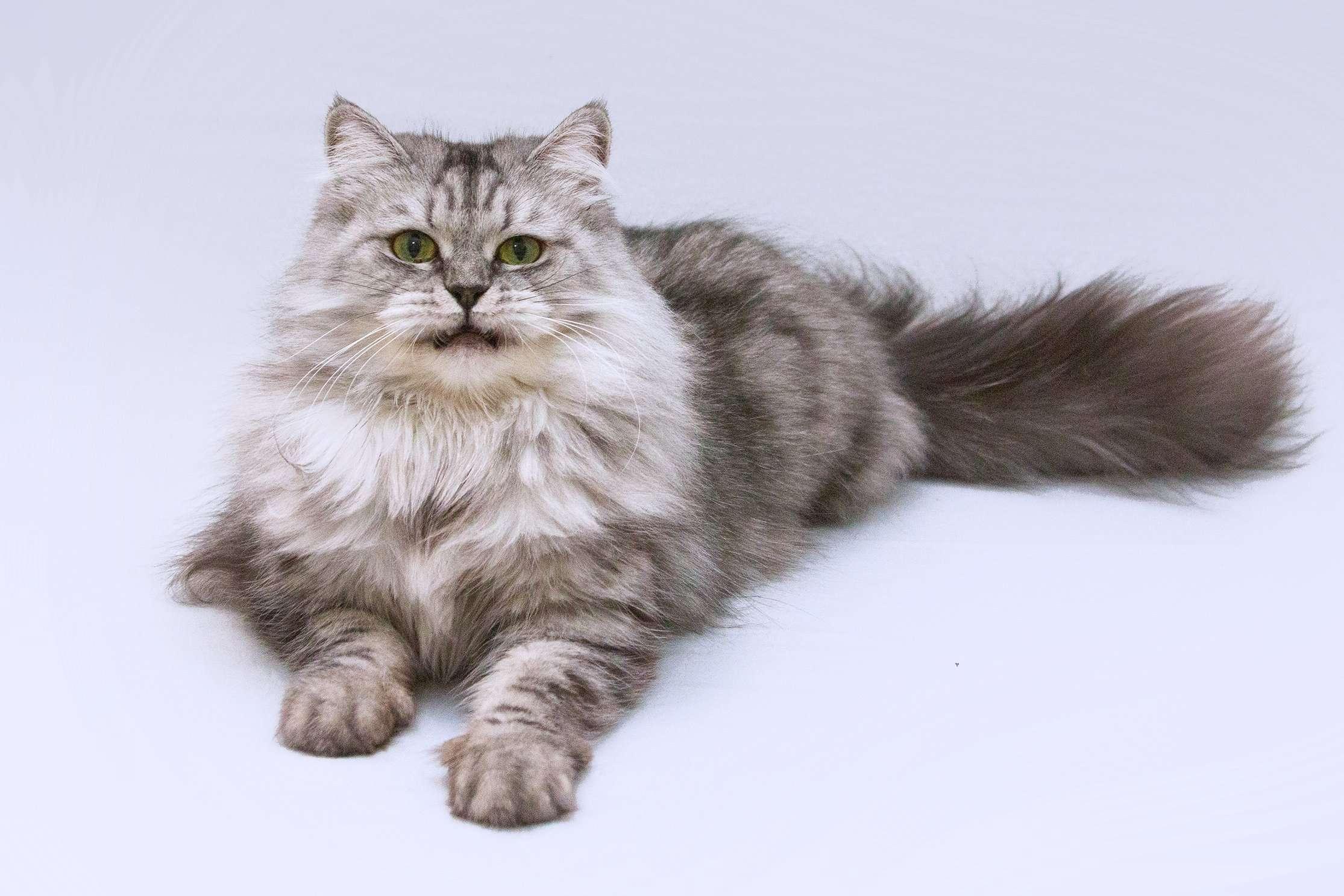 Ясень пушистый