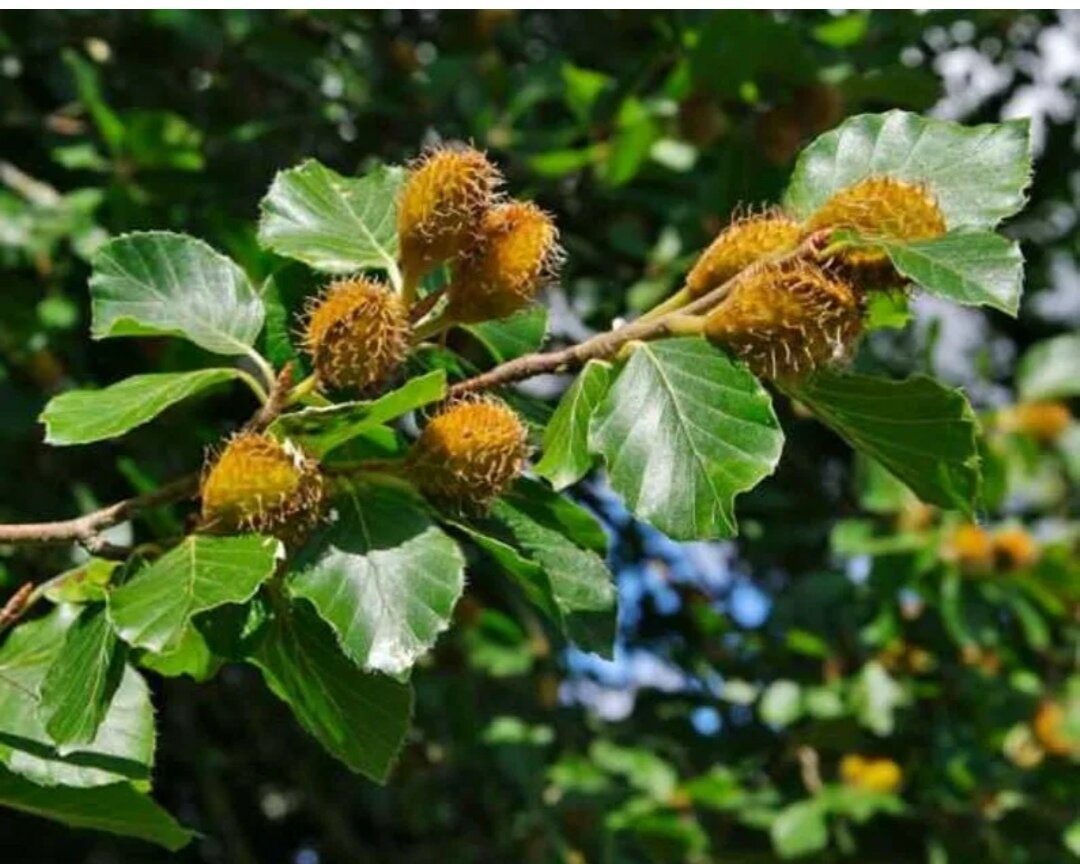 Бук крупнолистный Бук крупнолистный