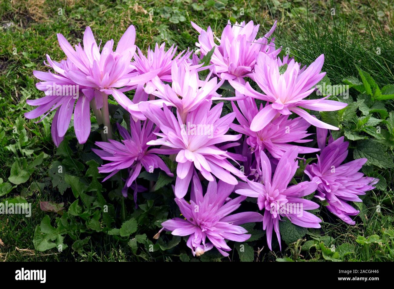 Безвременник великолепный Безвременник великолепный