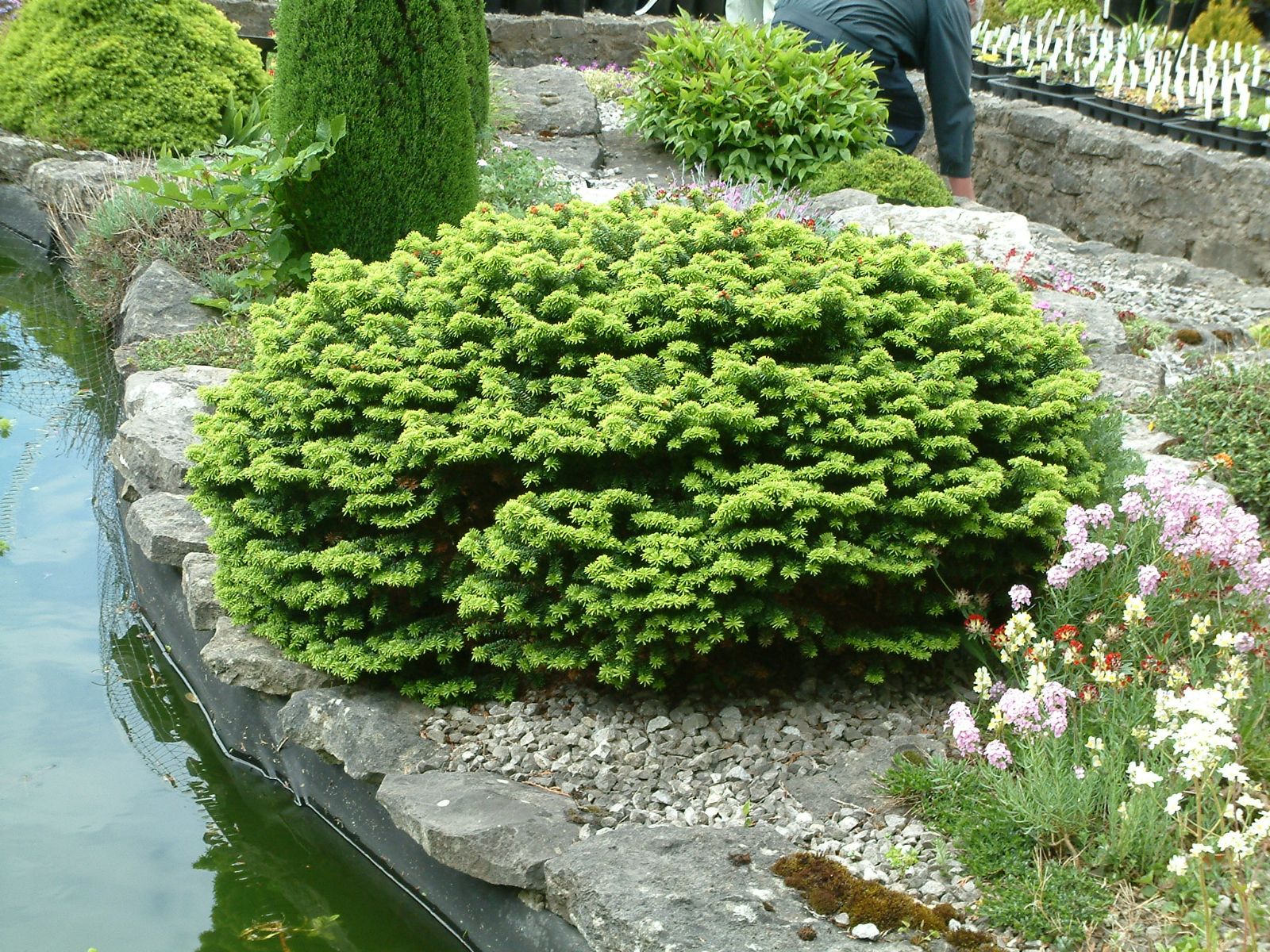 Пихта бальзамическая