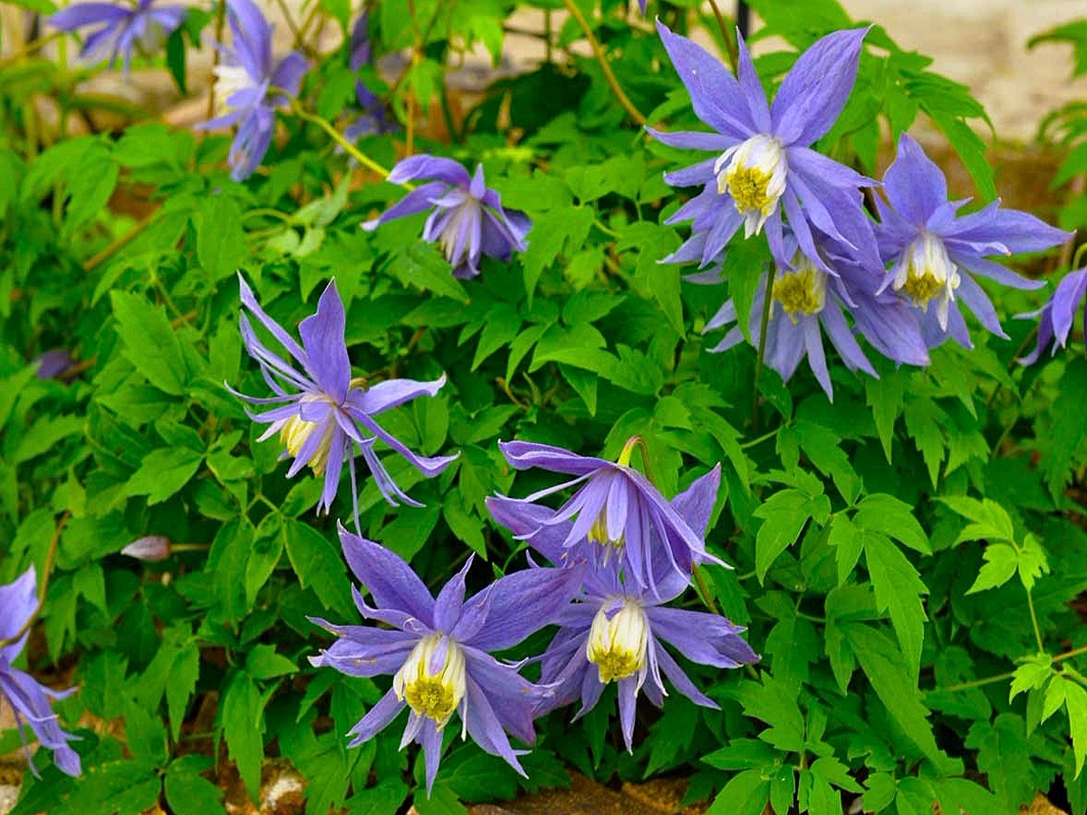 Княжик Арманда Княжик Арманда