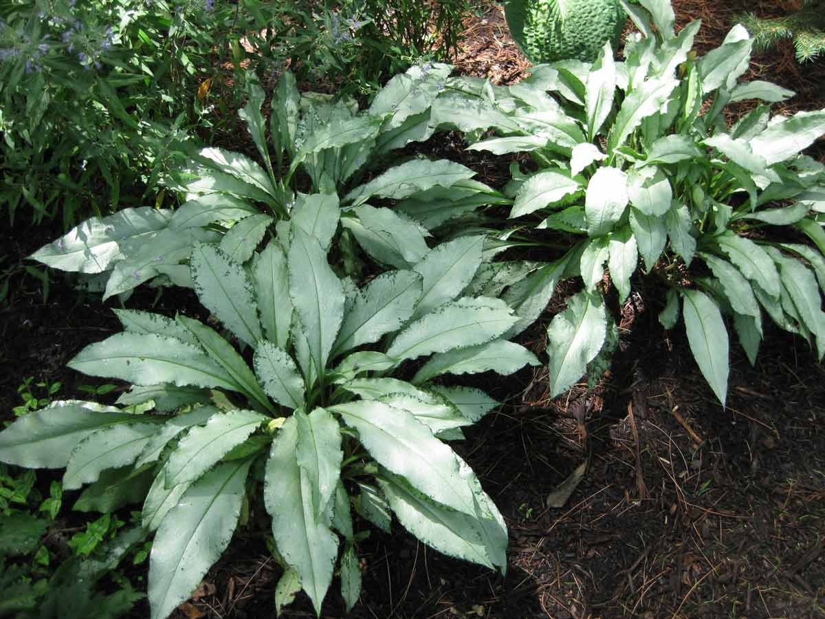 Безвкусница гибридная