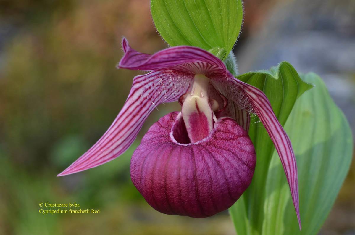 Башмачок бараноголовый Башмачок бараноголовый