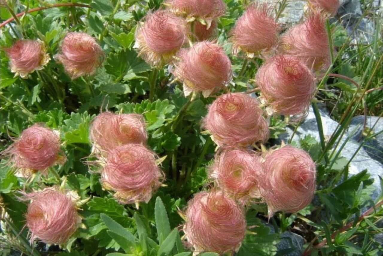 Роза французская