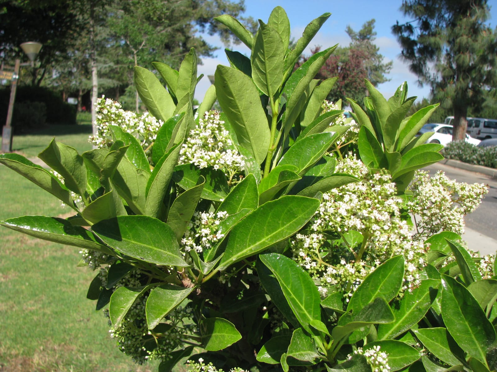 Калина душистая