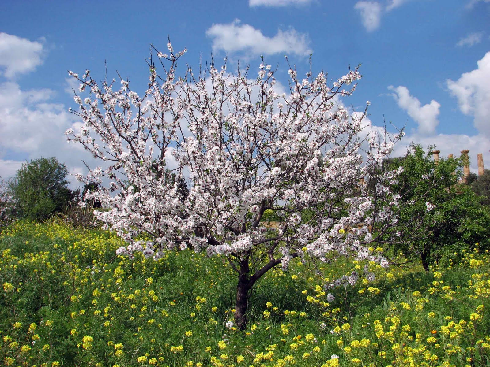Миндаль обыкновенный Миндаль обыкновенный