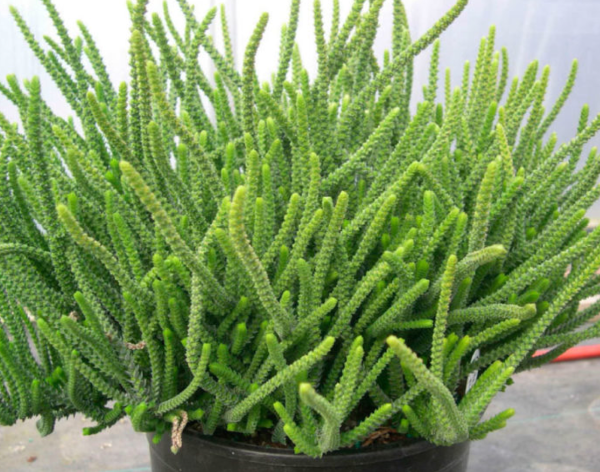 Бангия Бангия