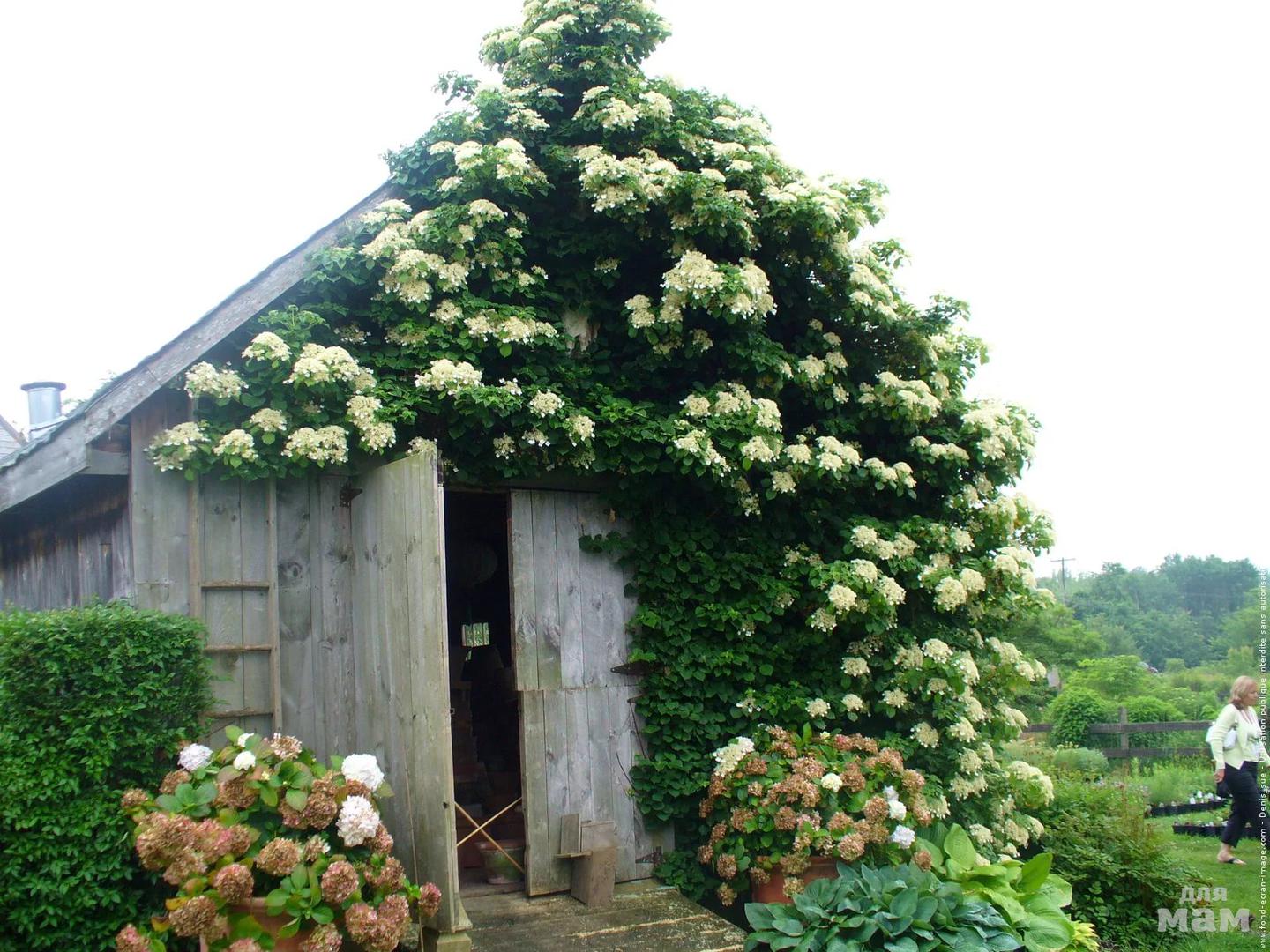 Гортензия черешковая Гортензия черешковая