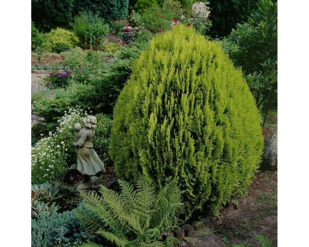 Туя восточная