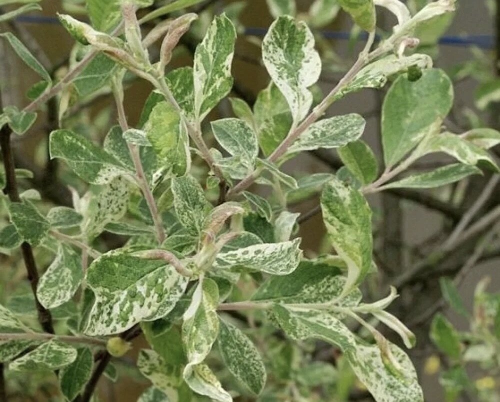 Ива пепельная