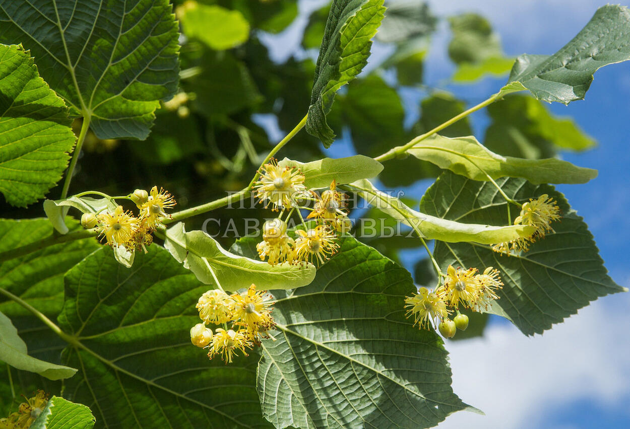 Липа крупнолистная