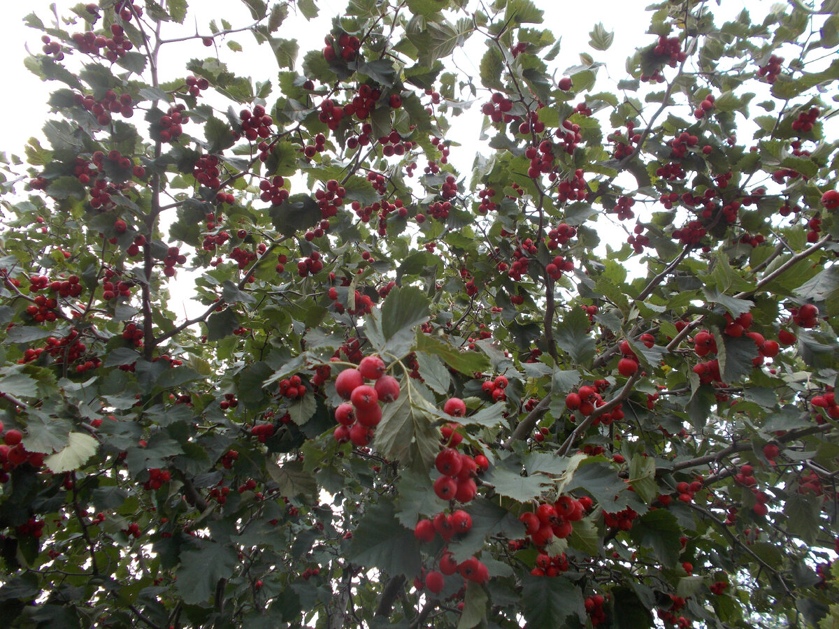 Боярышник мягковатый