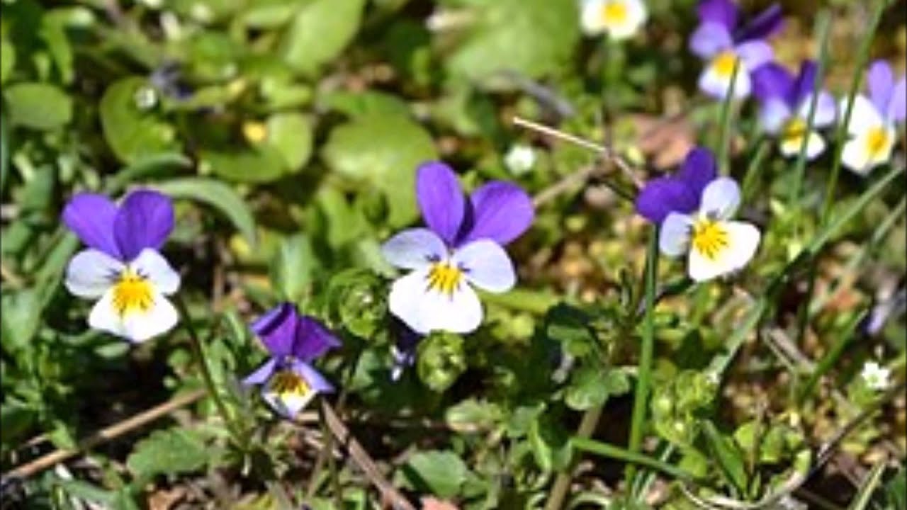 Анютины глазки Анютины глазки