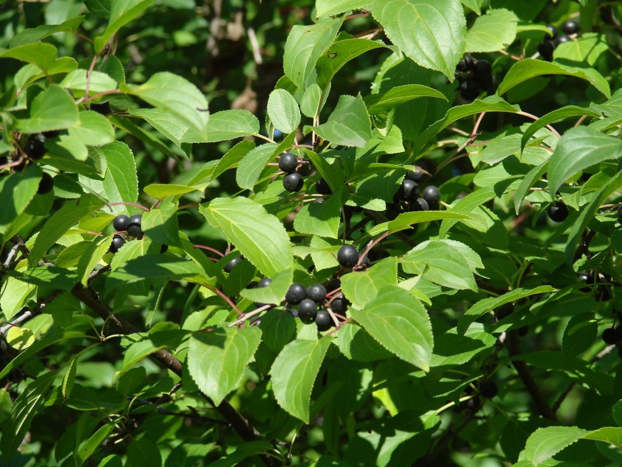 Крушина скальная Крушина скальная