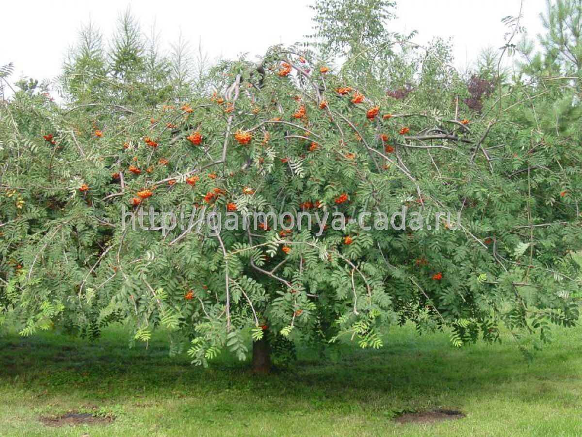 Рябина промежуточная