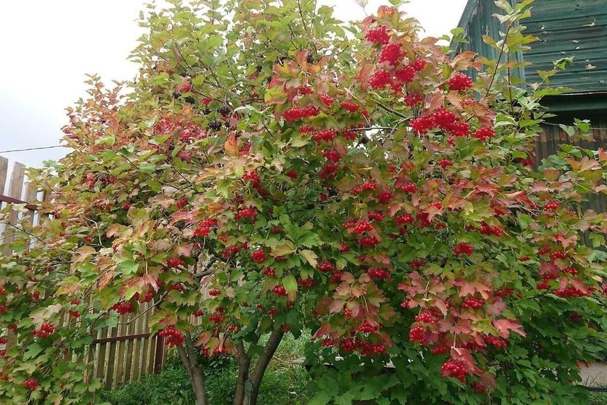 Калина сливолистная