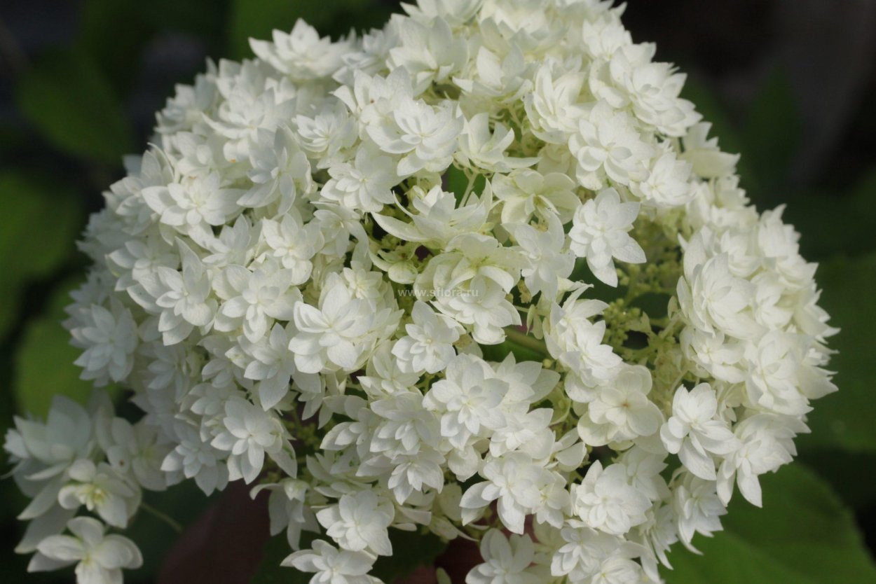 Гортензия пепельная Гортензия пепельная