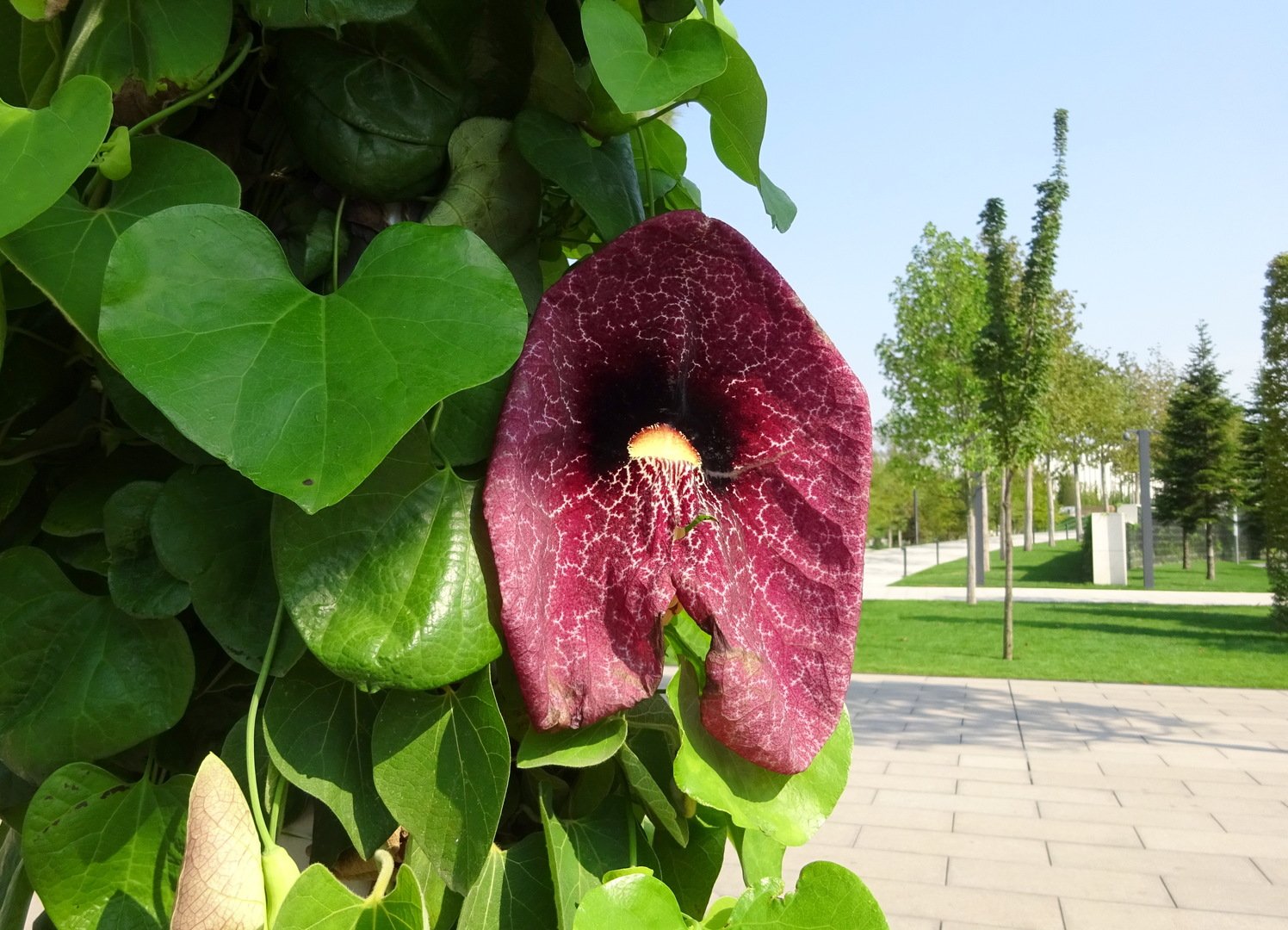Кирказон изящный