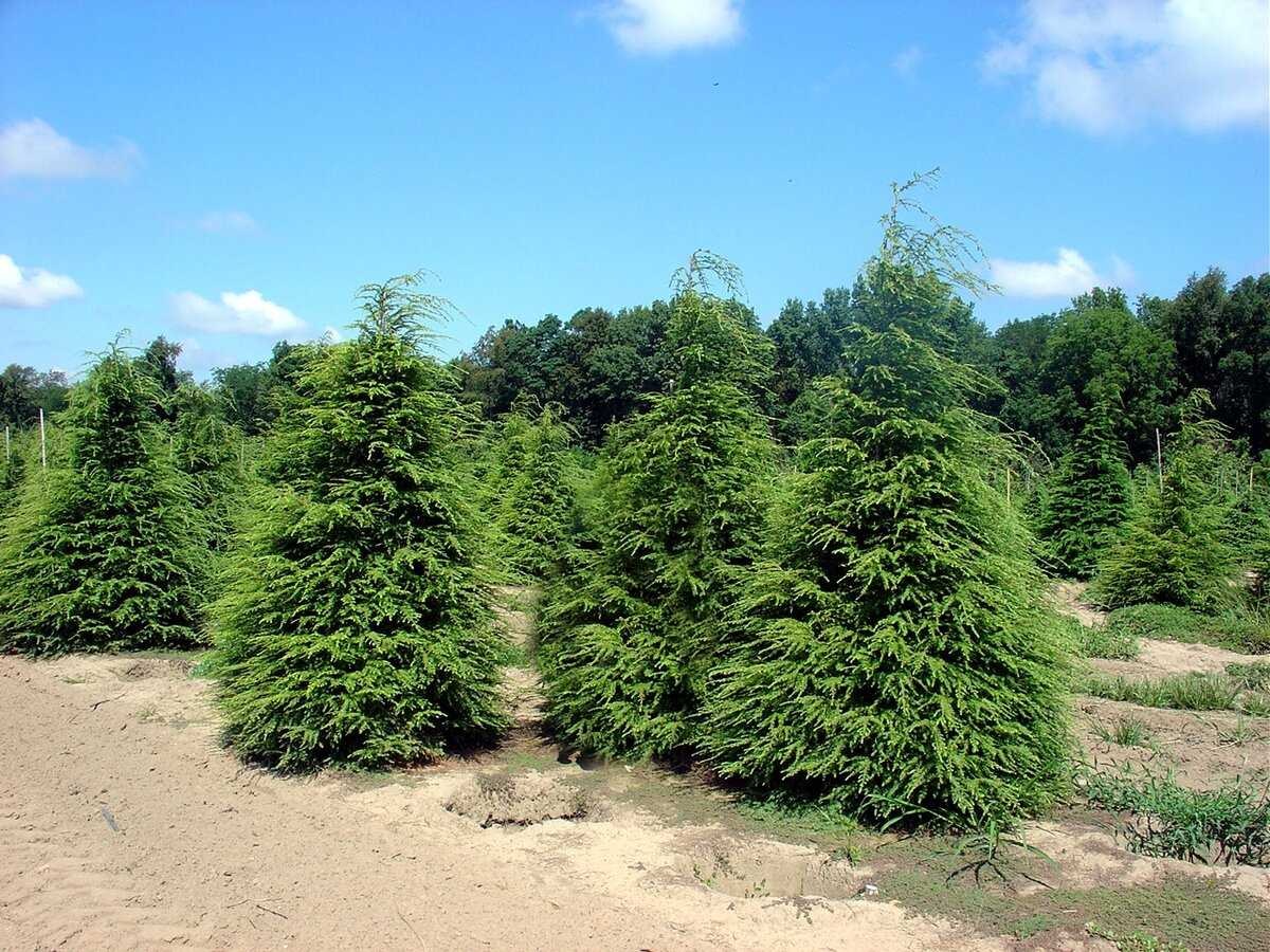 Тсуга Тсуга