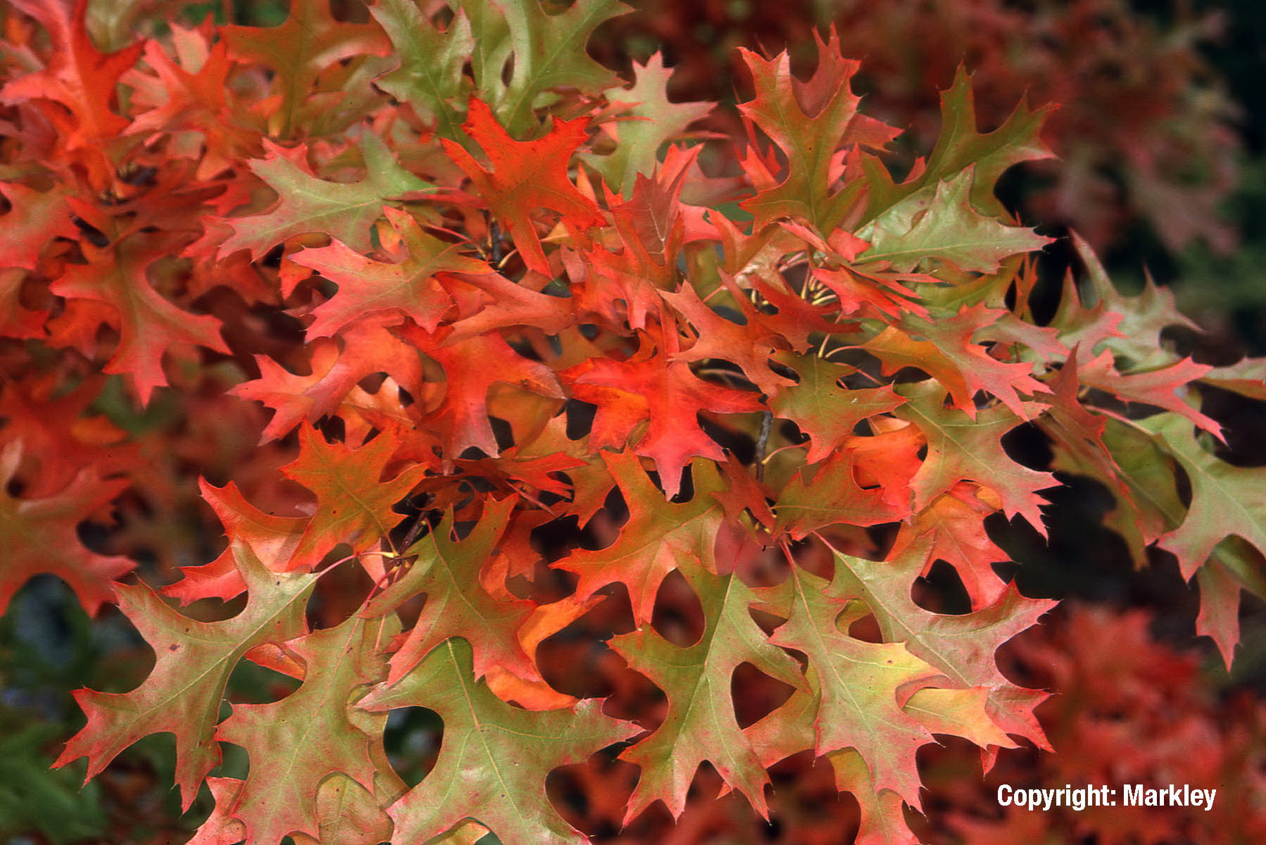 Дуб болотный