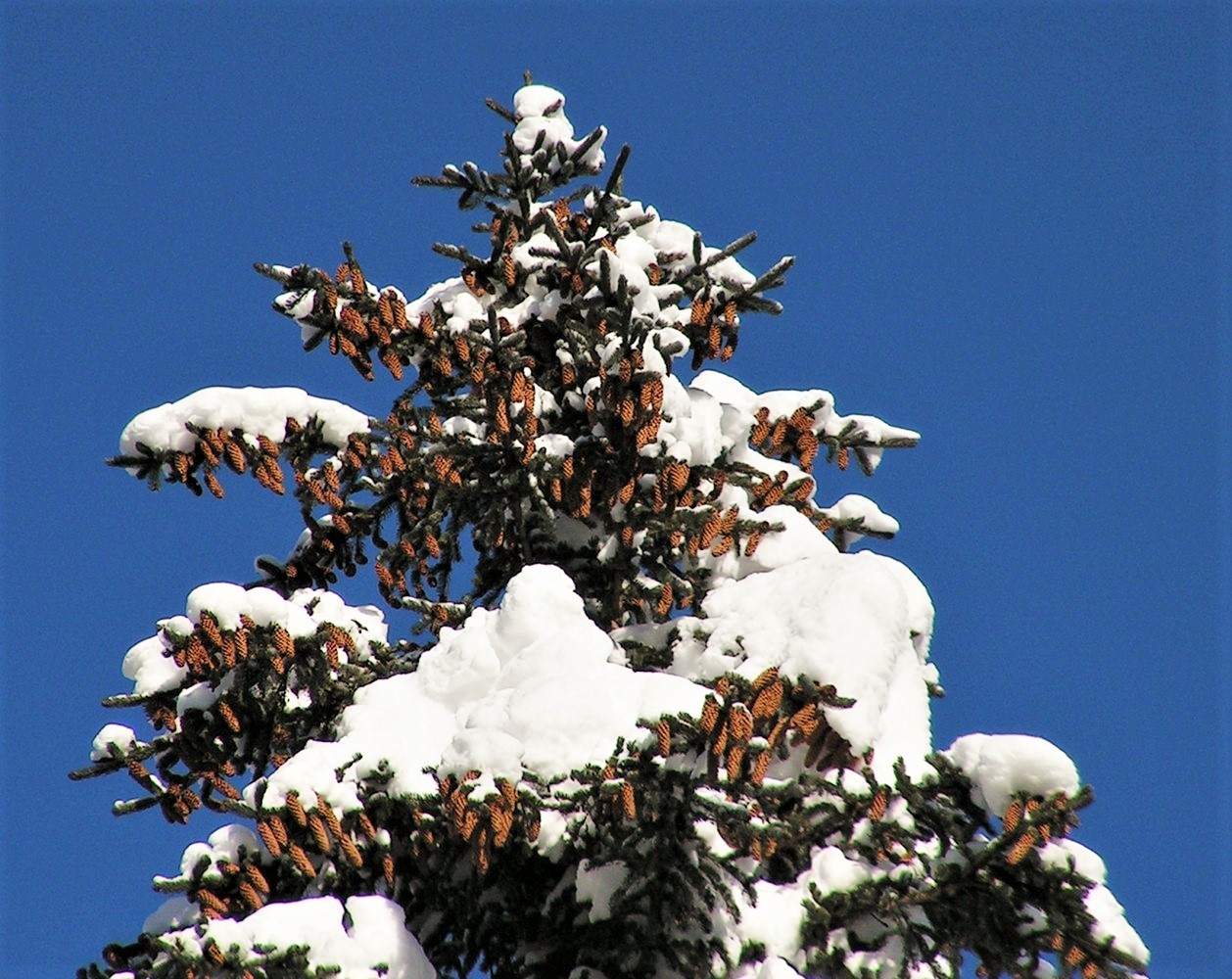 Ель аянская
