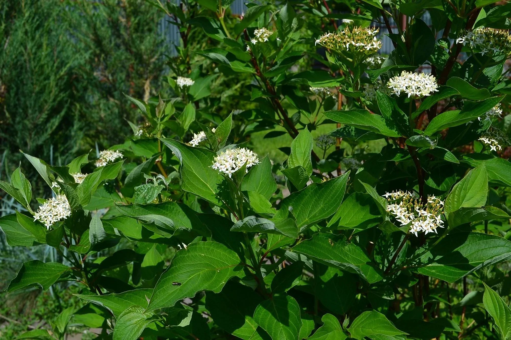 Дерен спорный Дерен спорный