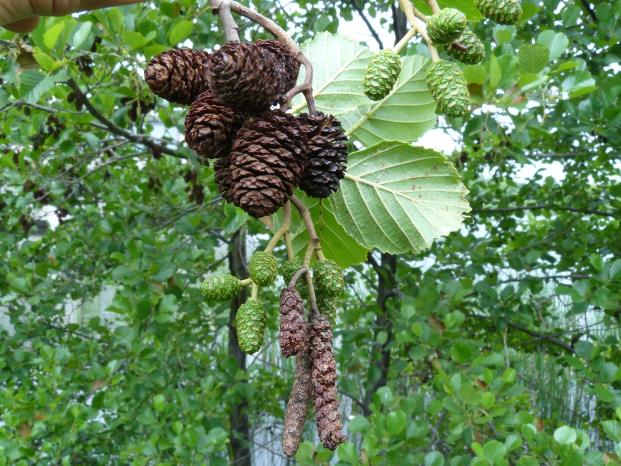 Ольха камчатская