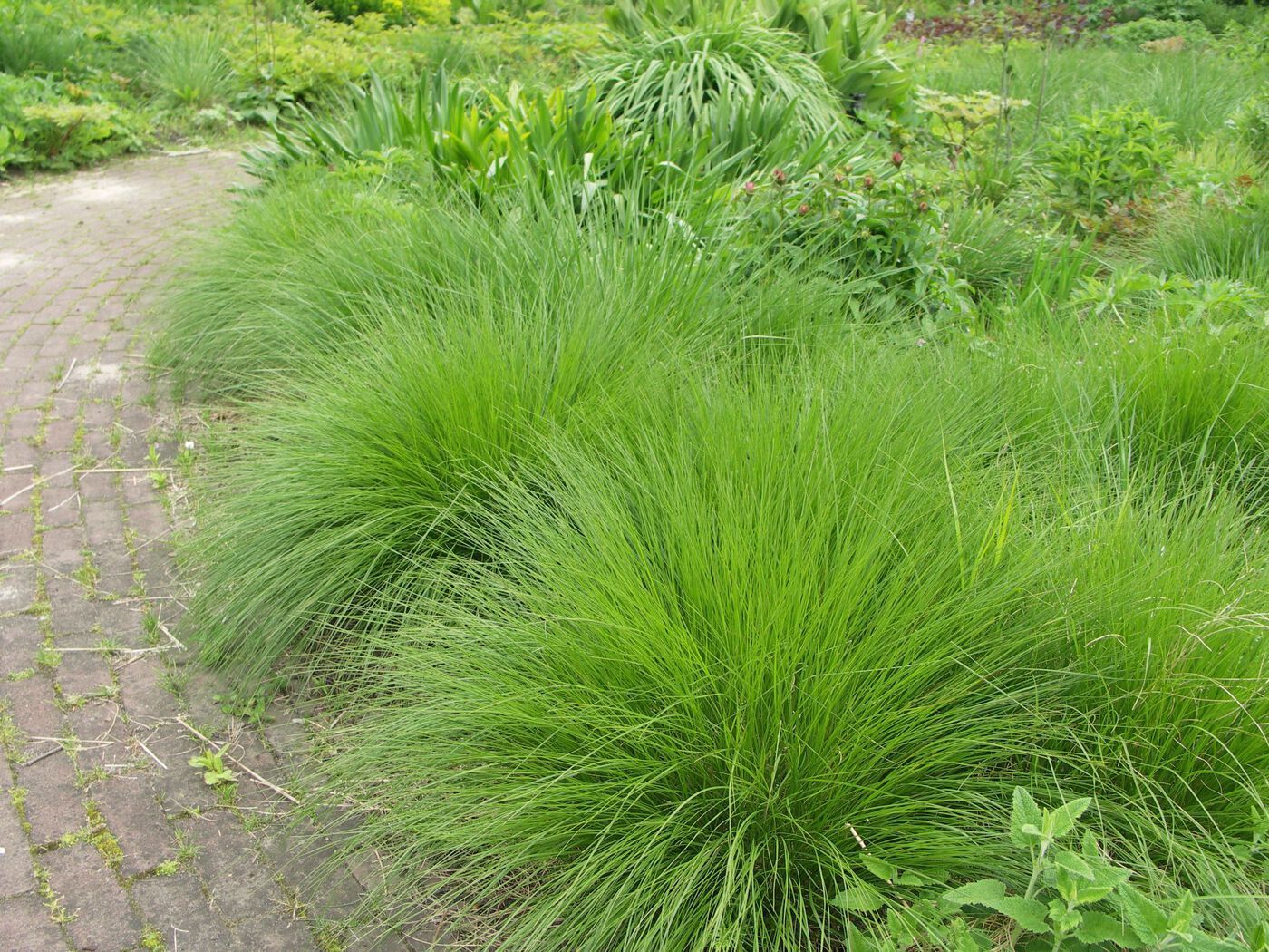 Луговик