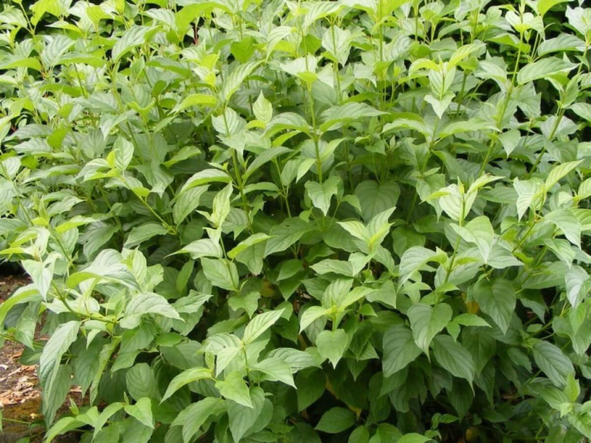 Дерен отпрысковый