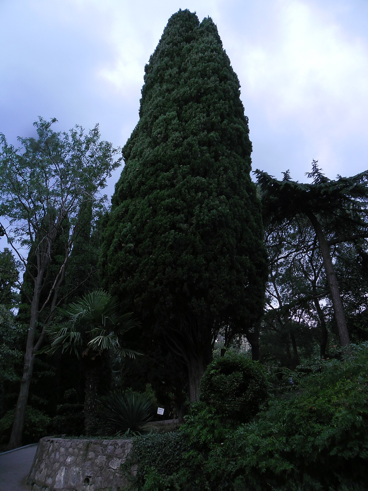 Кипарис Кипарис