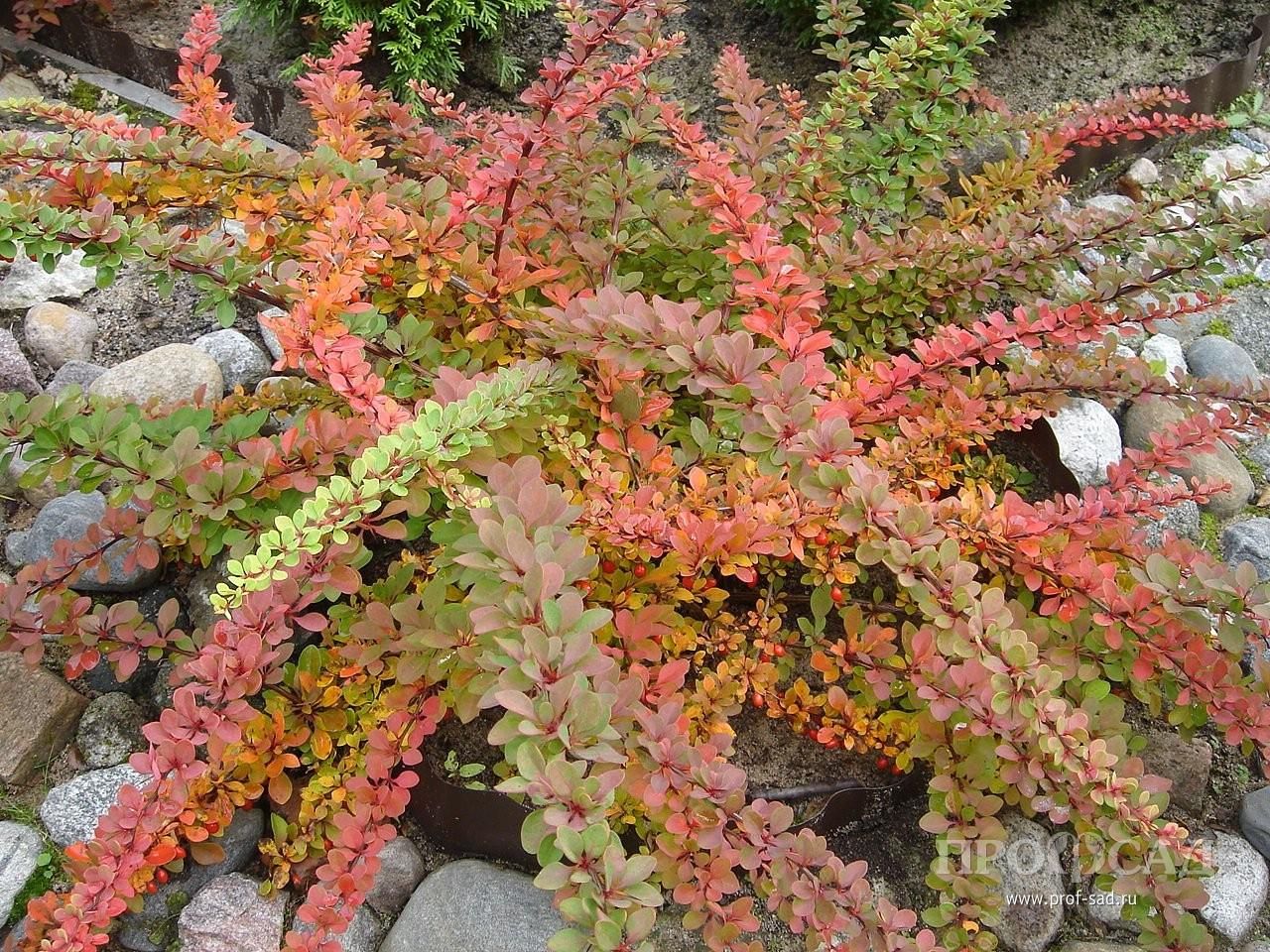 Виноград Тунберга