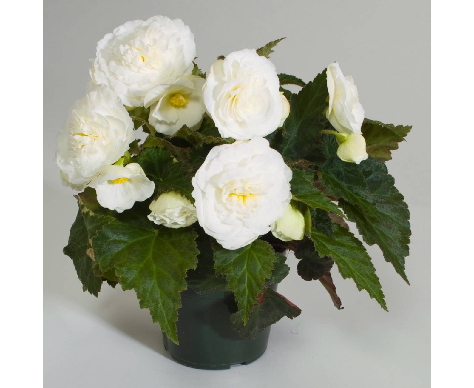 Бегония Бегония