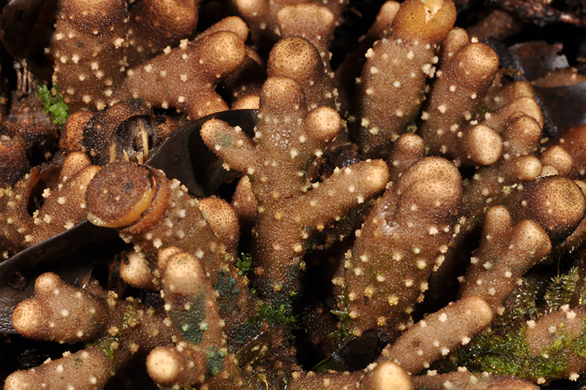 Баланофора