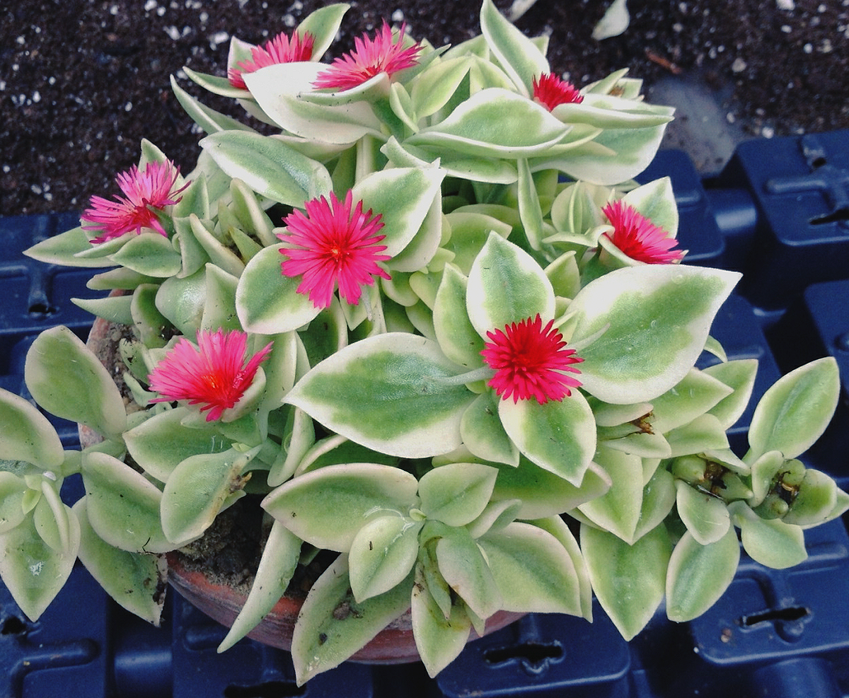 Безвкусница Безвкусница