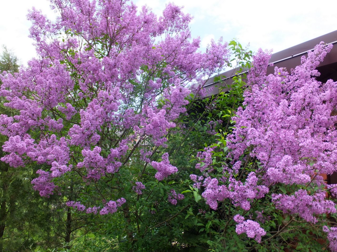 Сирень персидская