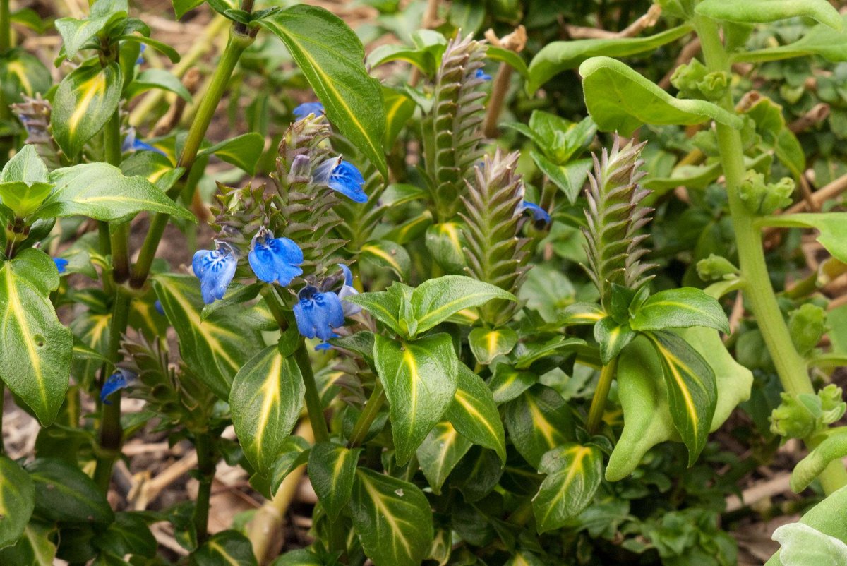 Барнадезия