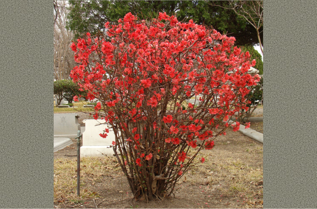 Айва мраморная