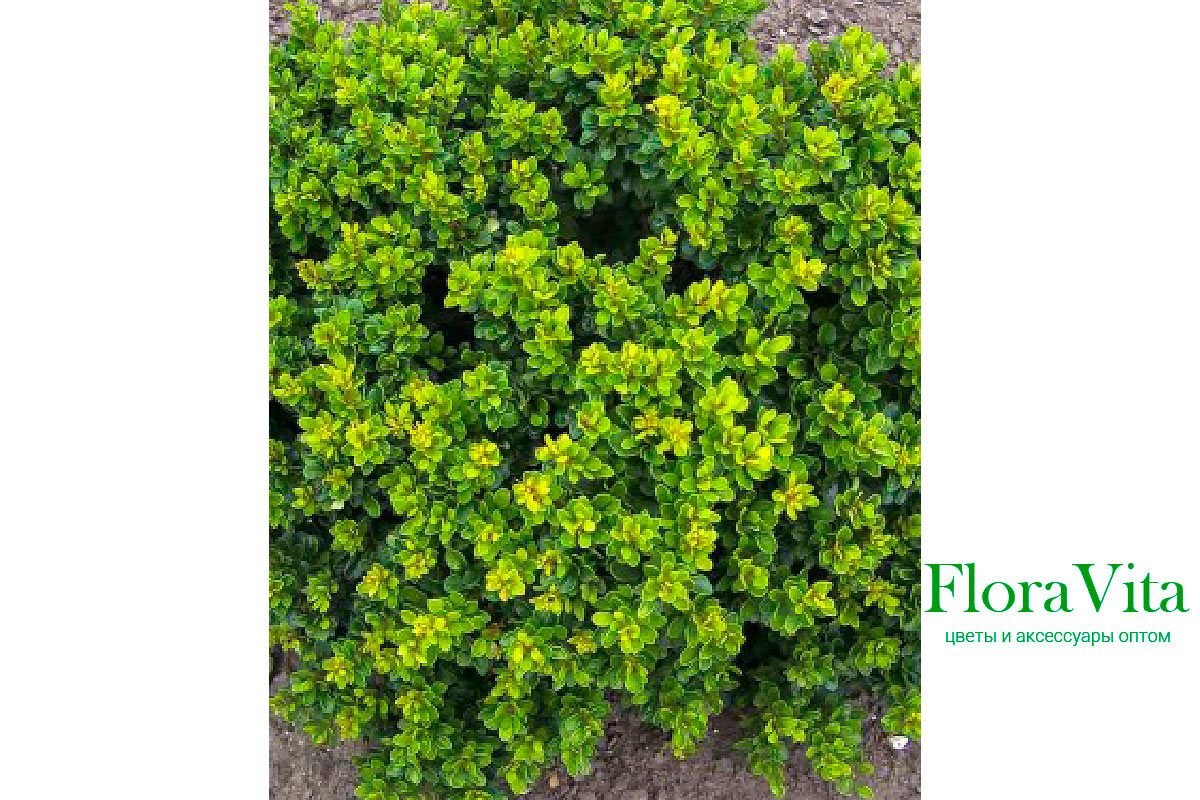 Барбарисовые Барбарисовые