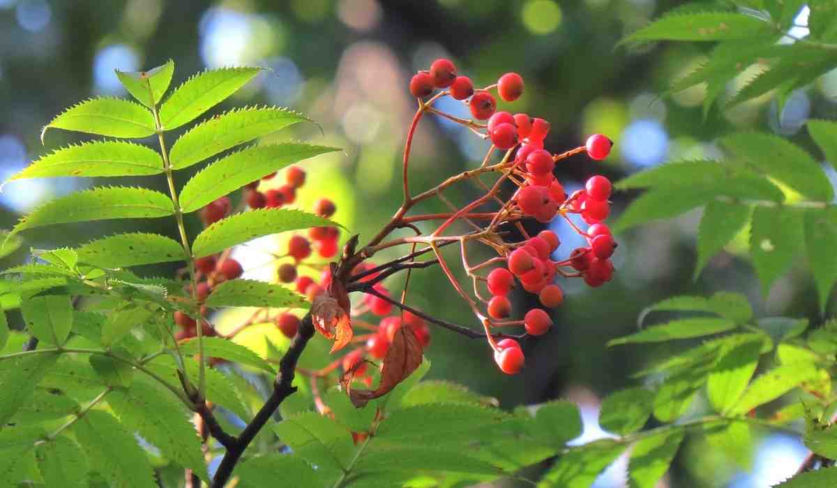 Рябина смешанная