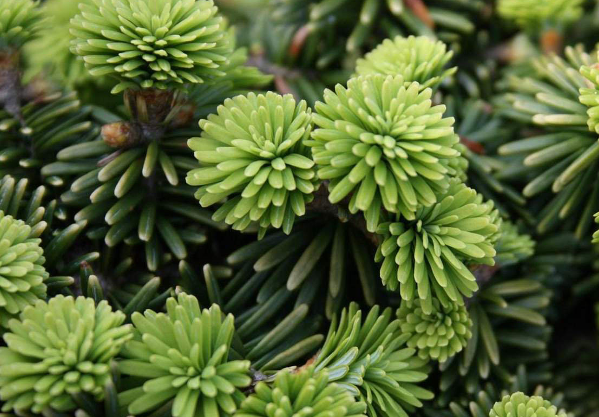 Пихта бальзамическая