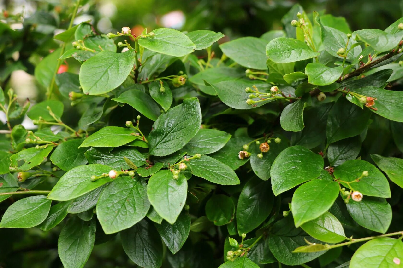 Кизильник пузырчатый