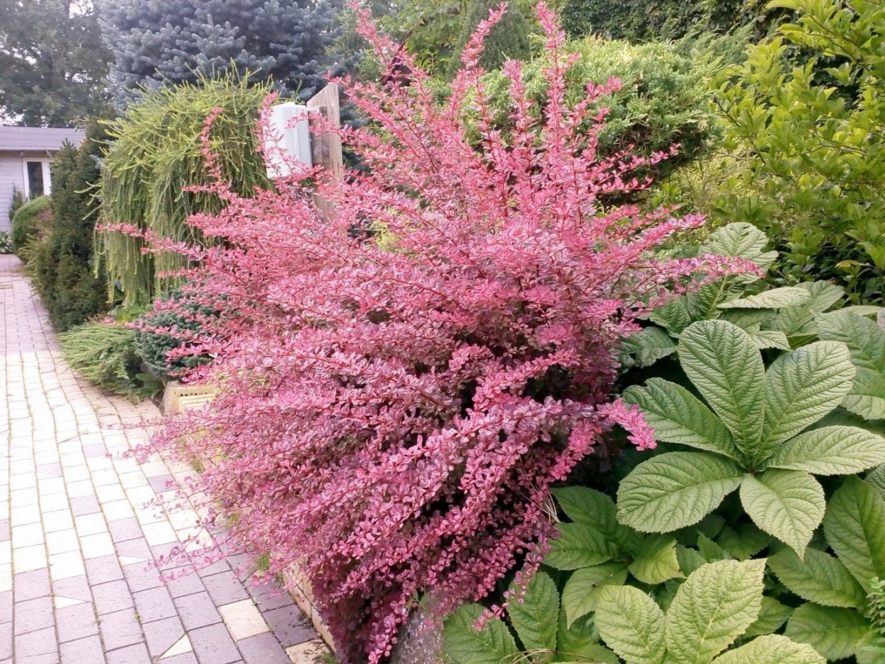 Барбарис Валлиха