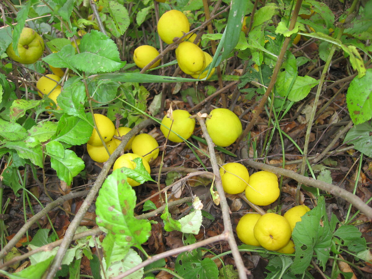 Лимонник японский