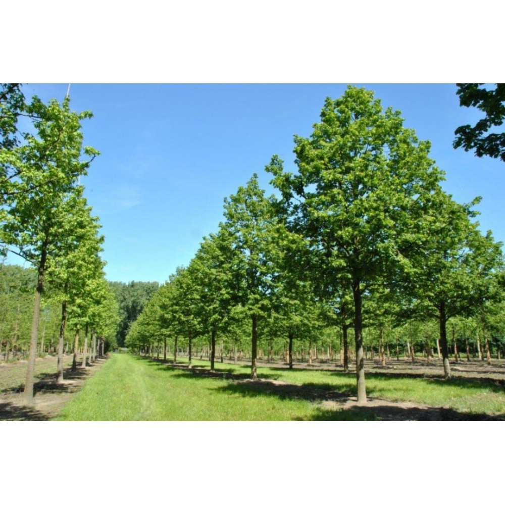 Липа крупнолистная