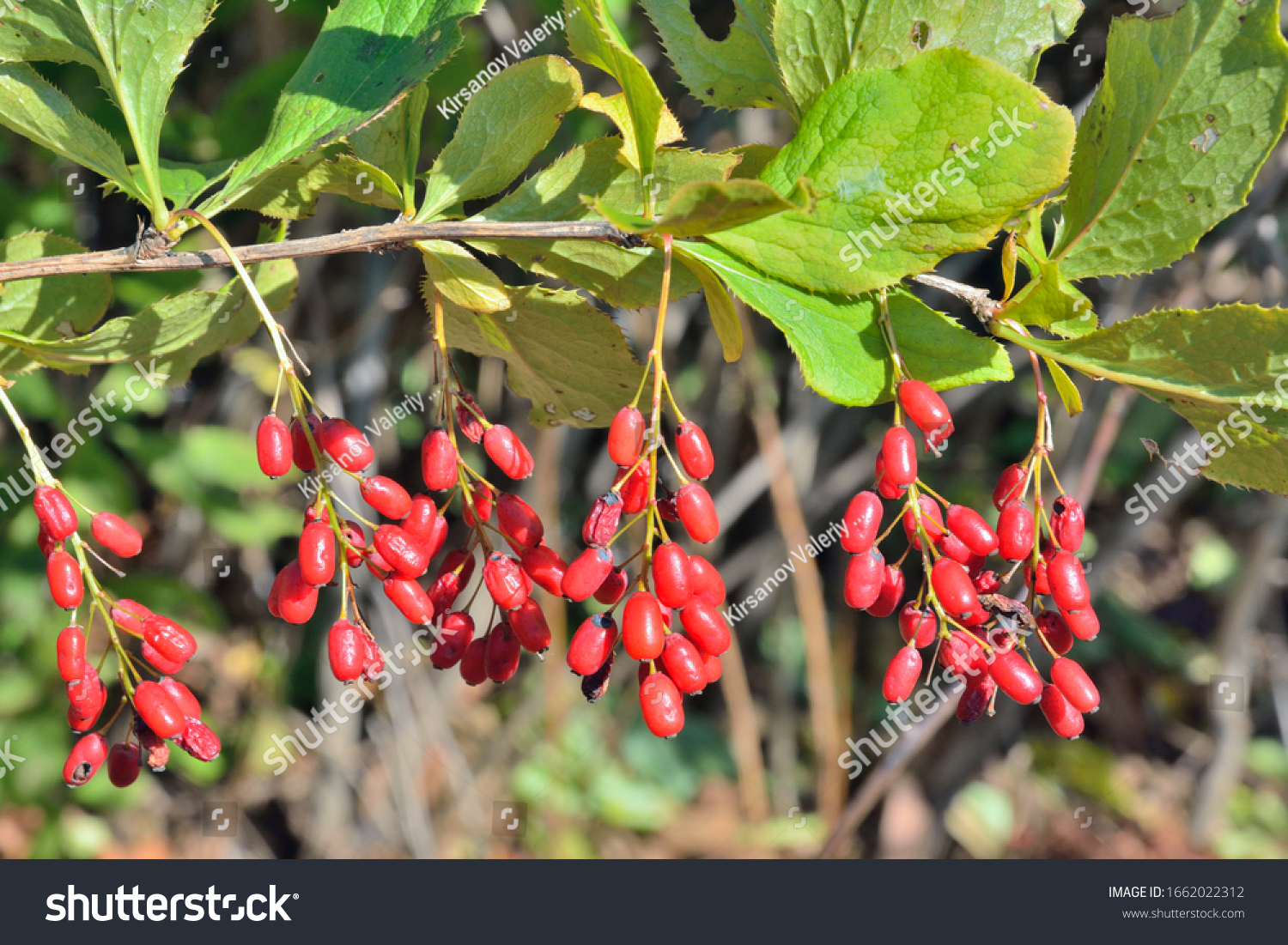 Барбарис продолговатый Барбарис продолговатый