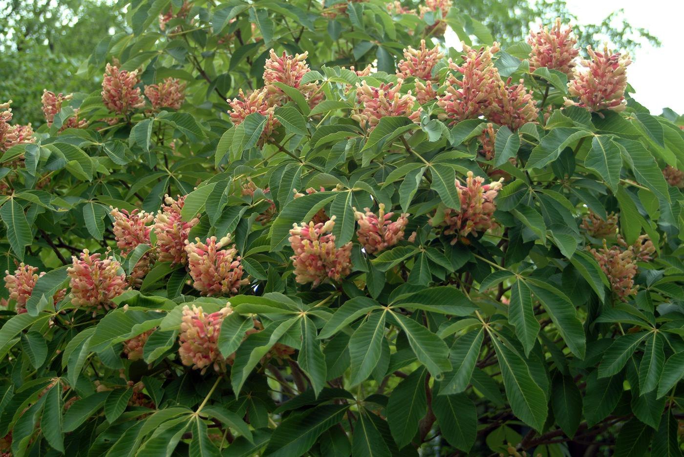 Каштан низкорослый