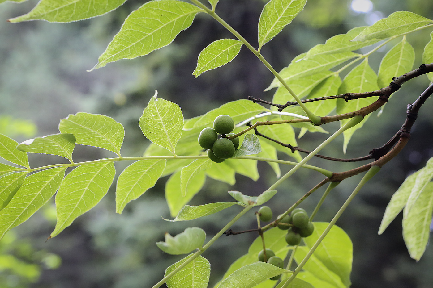 Бархат сахалинский Бархат сахалинский