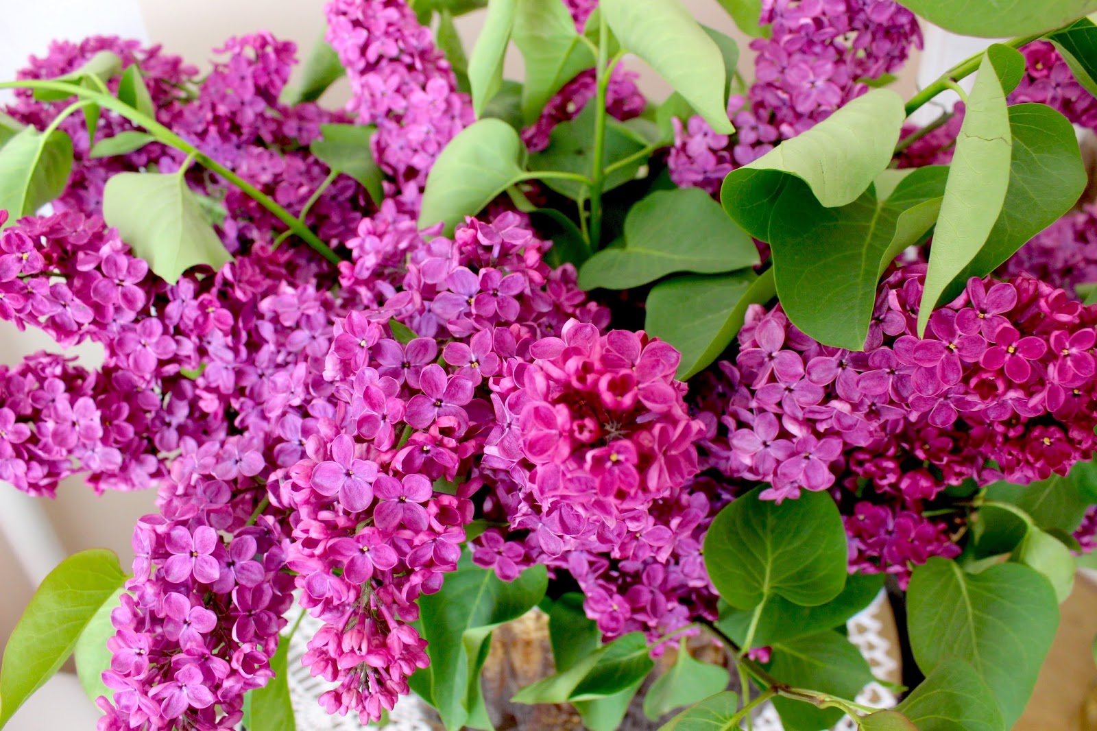 Сирень персидская