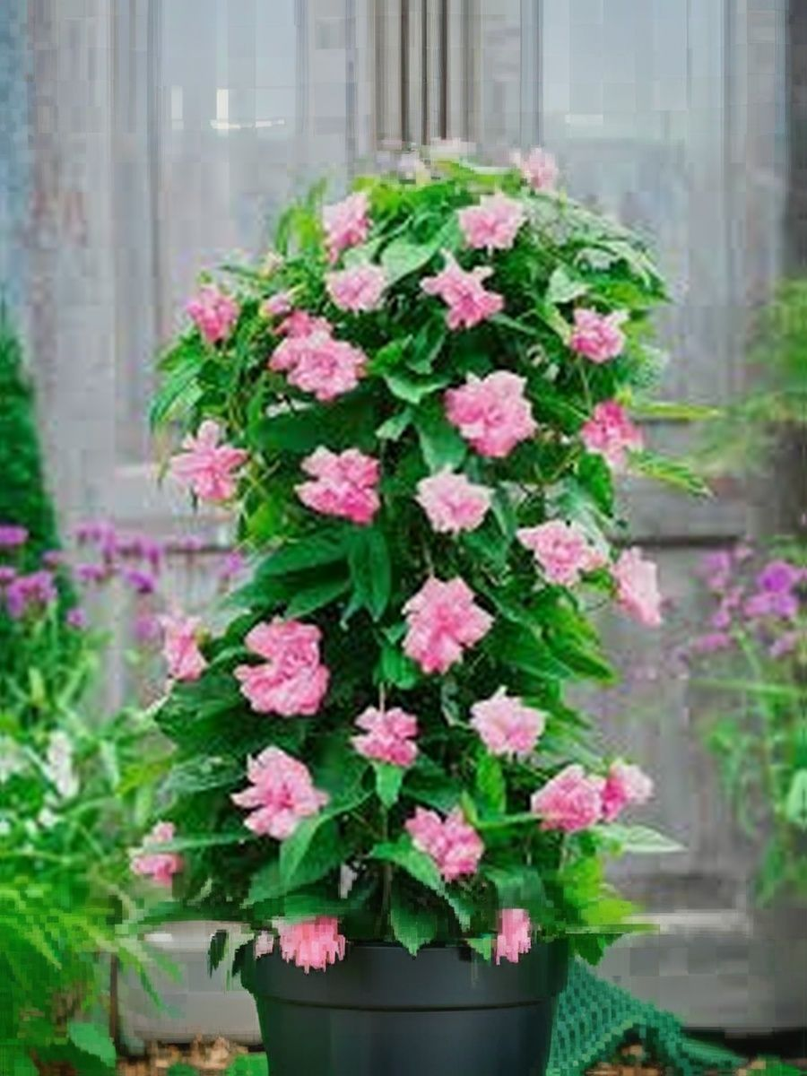 Калистегия японская