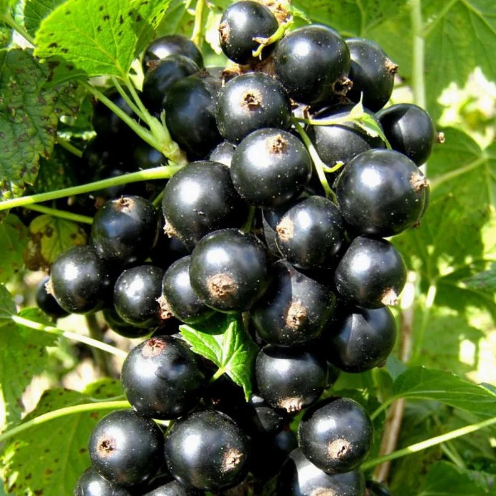 Смородина Смородина